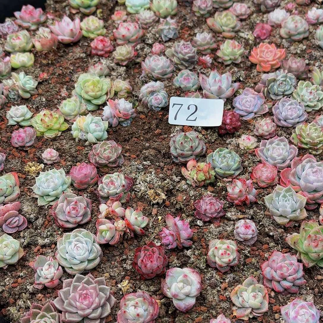 安**院多肉植物多肉植物72