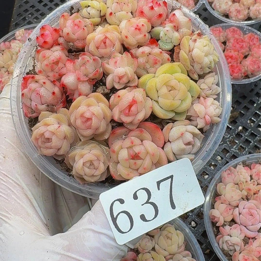 多肉植物多肉植物637