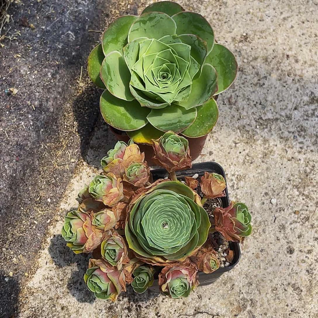 满30元非偏远包邮 两棵