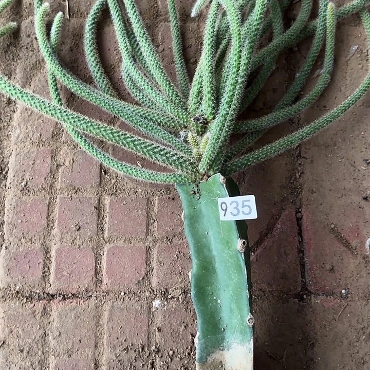 自***心无花朵嫁接鼠尾935