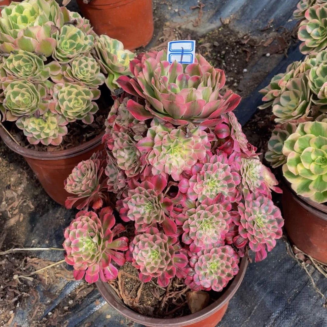 鲜花老桩1鲜花老桩