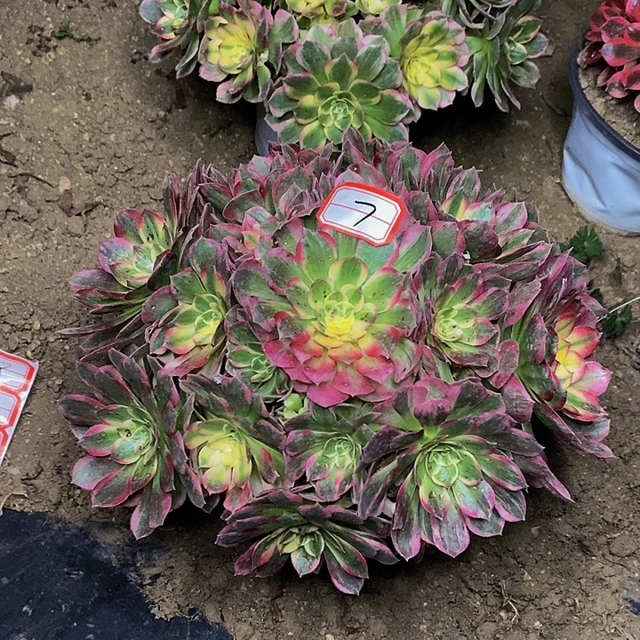 粉体海王老桩捧花7号