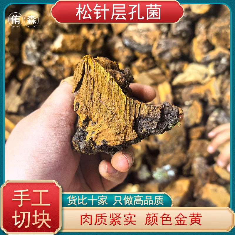 西藏 松针层孔菌 松树灵芝 桑黄切块
