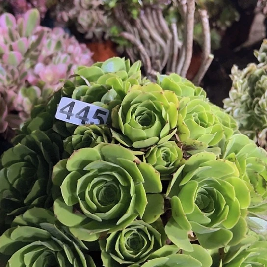 小***雀多肉植物一个绿玫瑰