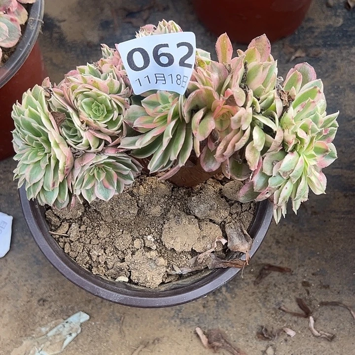 11.18-62倾城缀多肉植物1