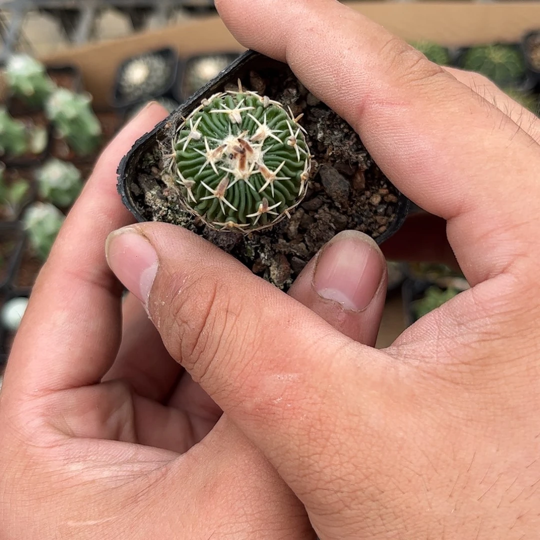 太刀兰实生单头发货有根