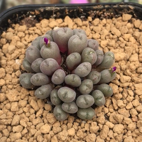 多肉肉锥 猕猴桃