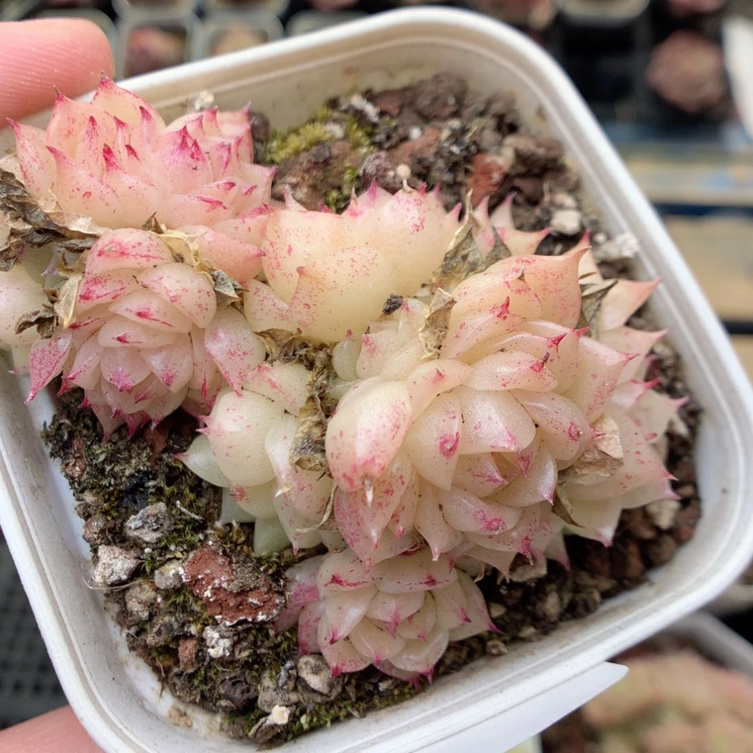 R32两颗，20包邮两天凑单偏远不发货