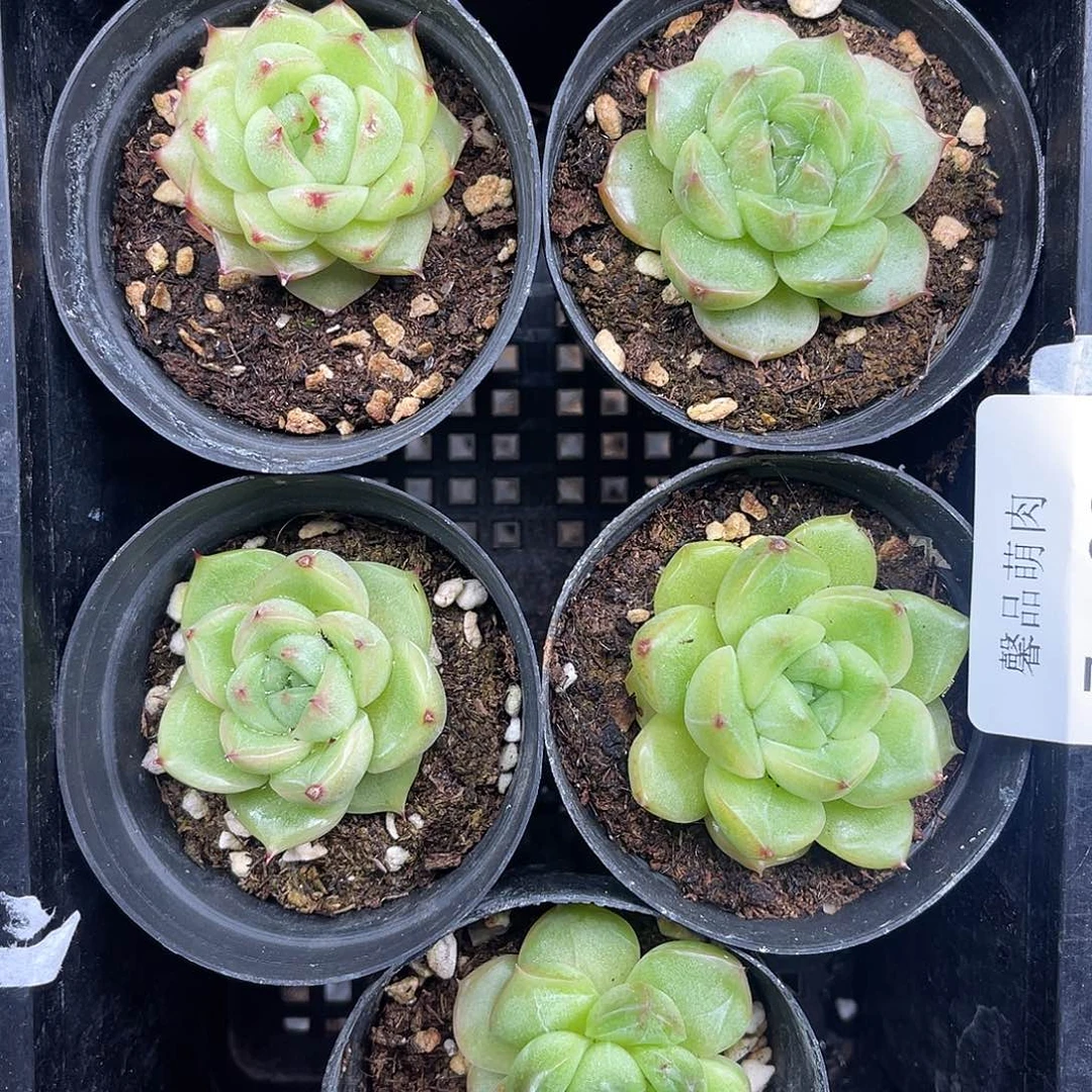 多肉一物一拍多肉7-60