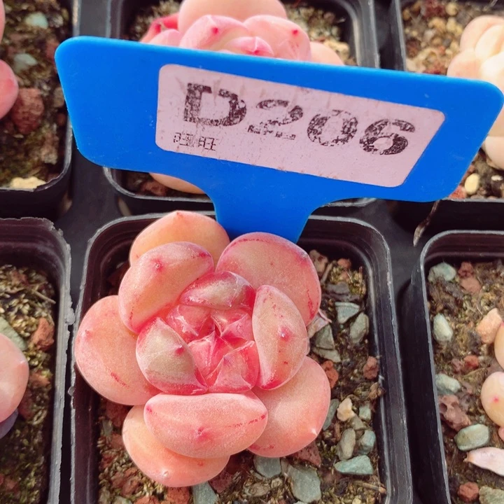 新品4cm多肉植物