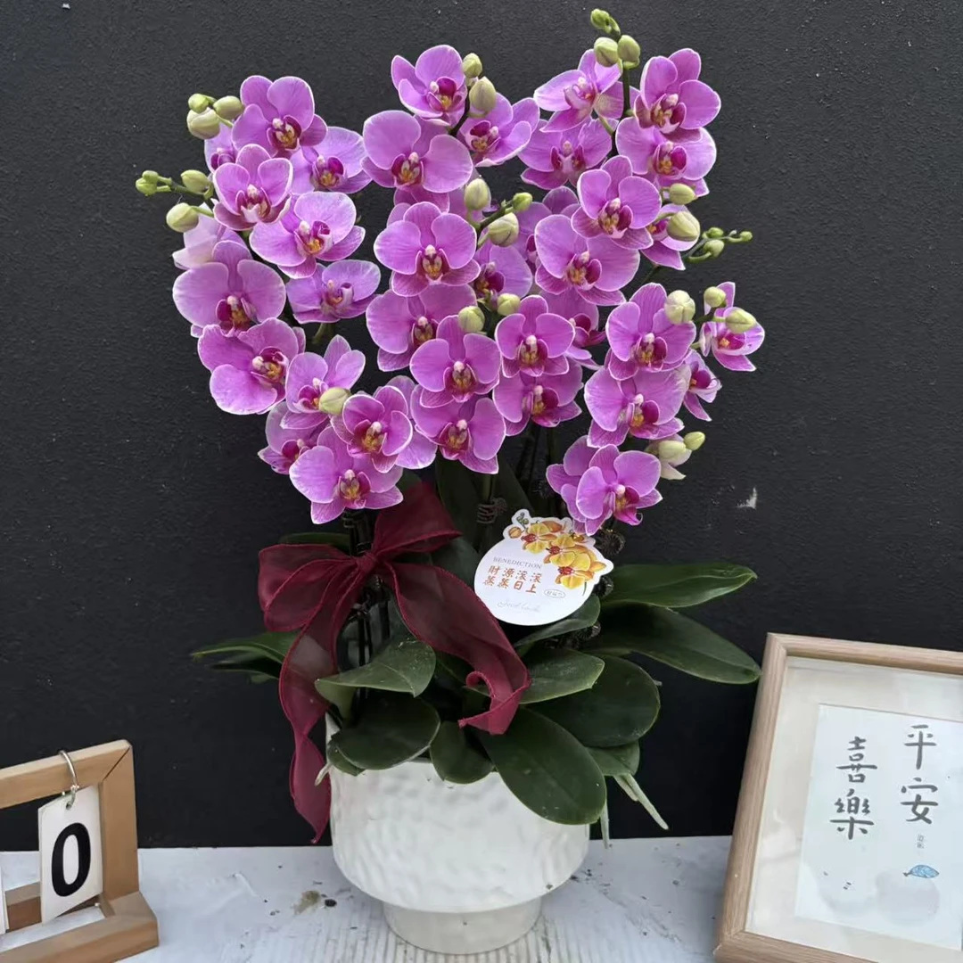 简香《紫蝶》鲜花高端蝴蝶兰艺术组盆鲜花摆设高端花卉