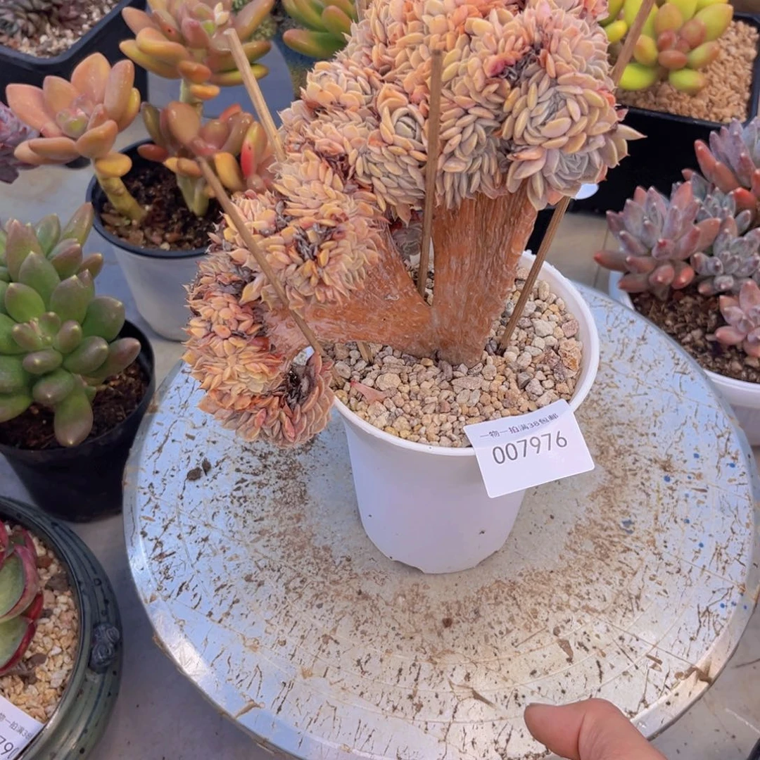 多肉一物一拍7976