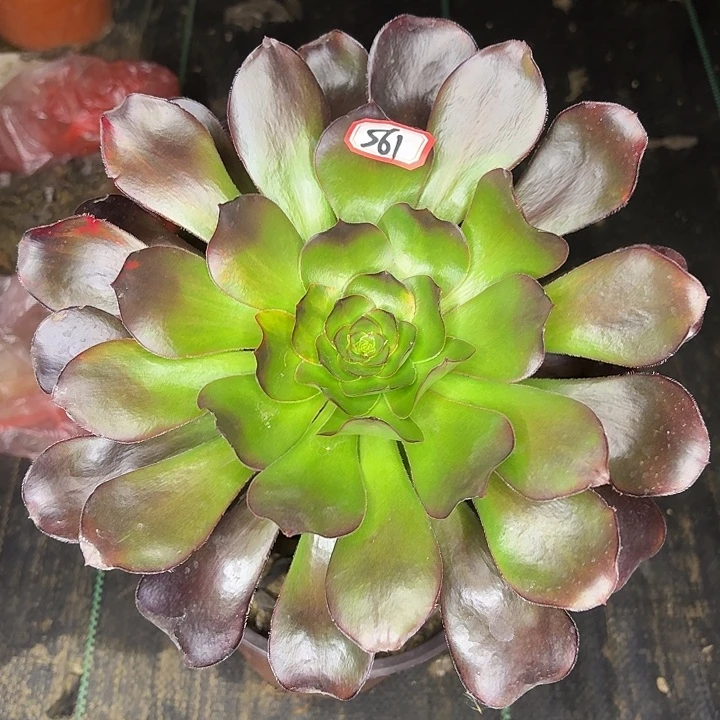 巫毒单头561多肉植物