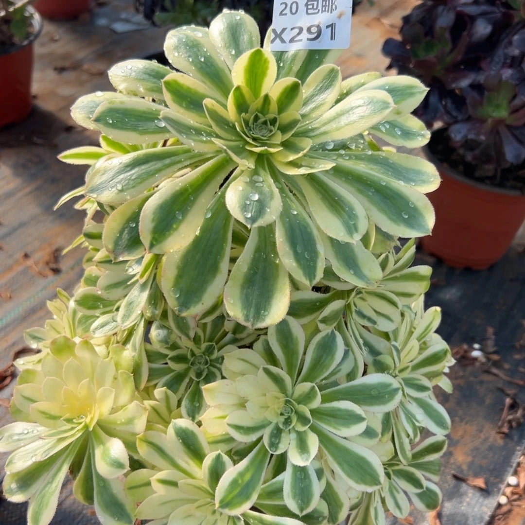 291白兰地，满20包邮嘟叮熊