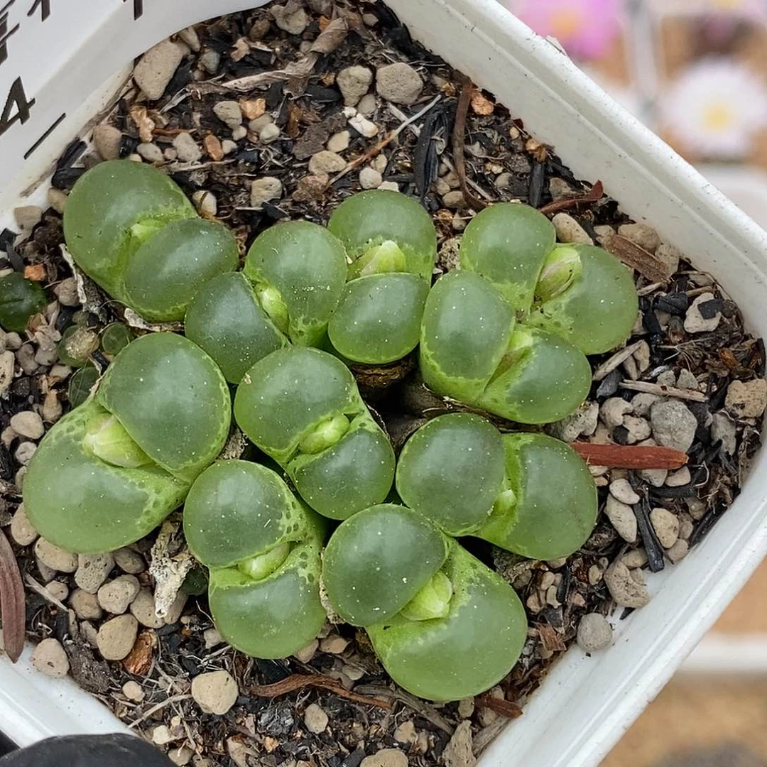 0924-12-绿眼睛。