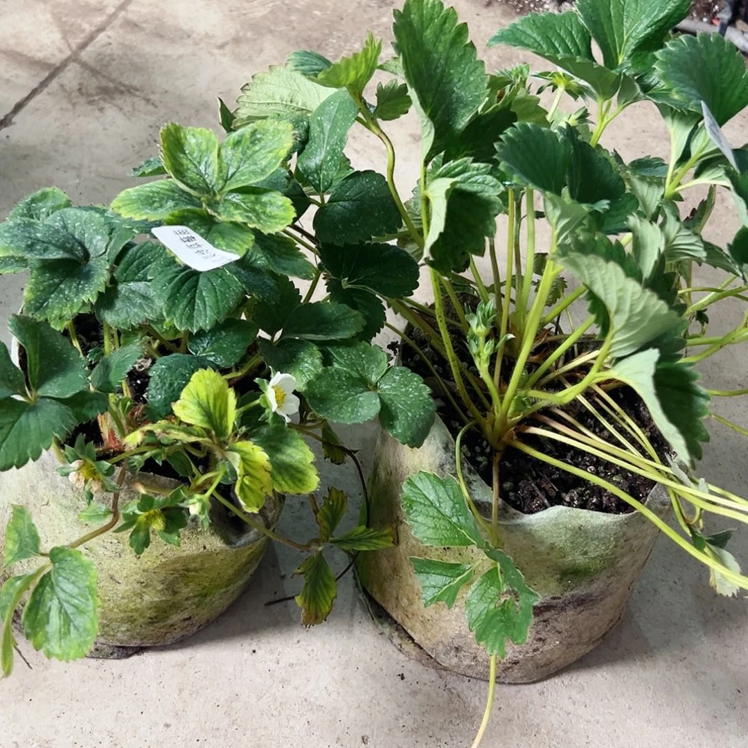 带花带果香野加真红