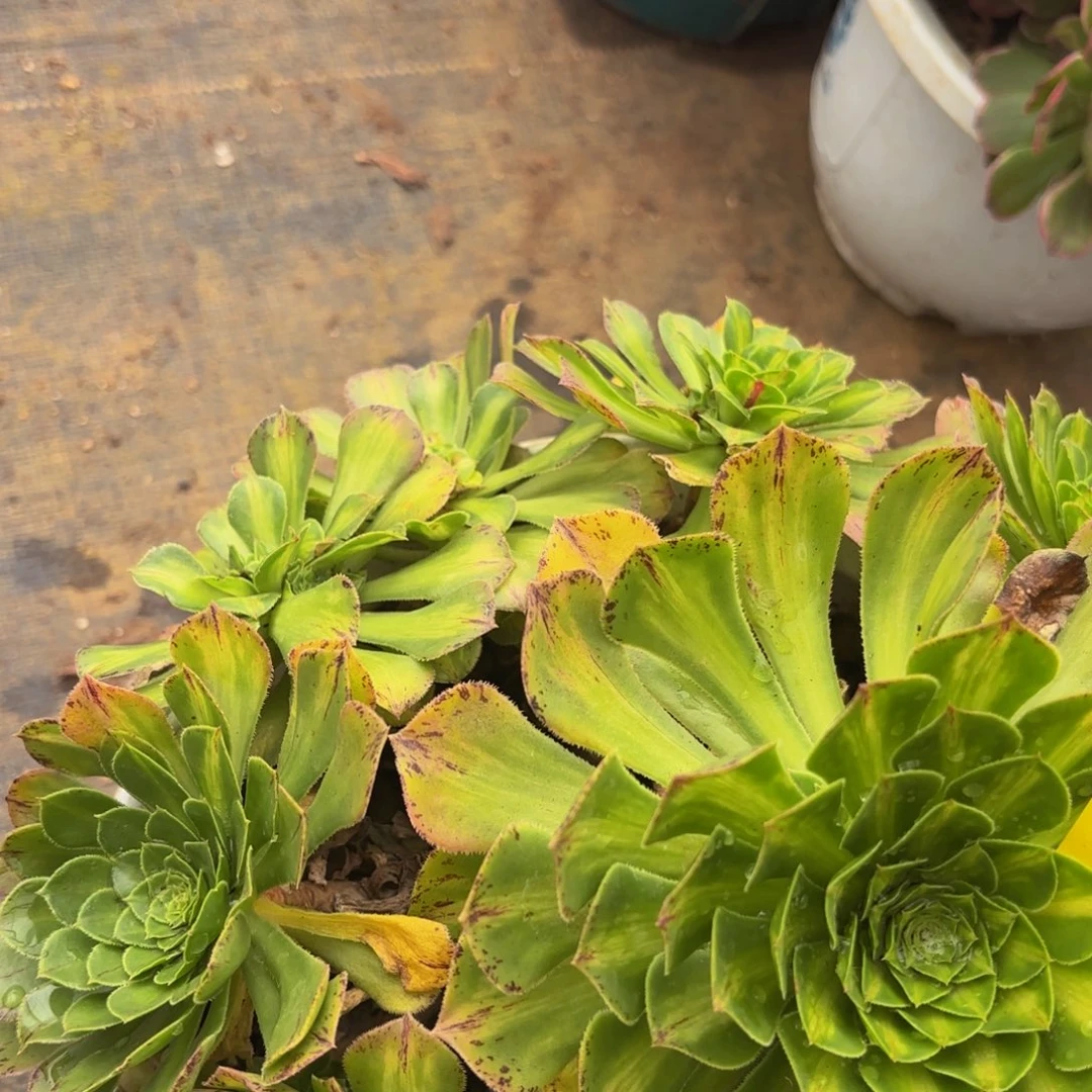 哈哈多肉葡萄多肉葡萄109