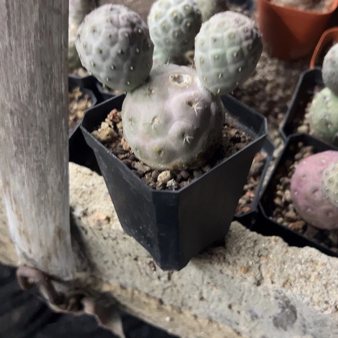 马***手习志野团扇仙人球植物