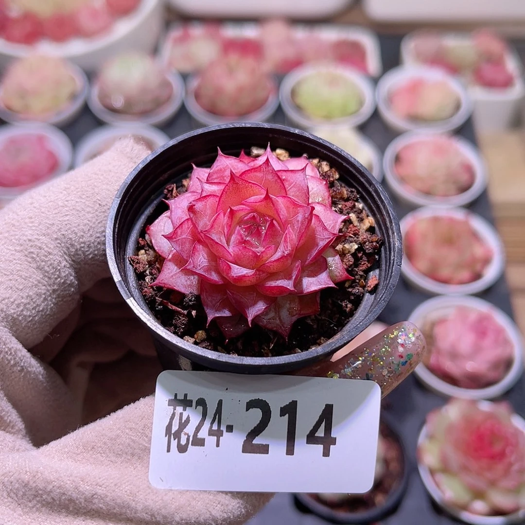 花利美24-214女王玫瑰