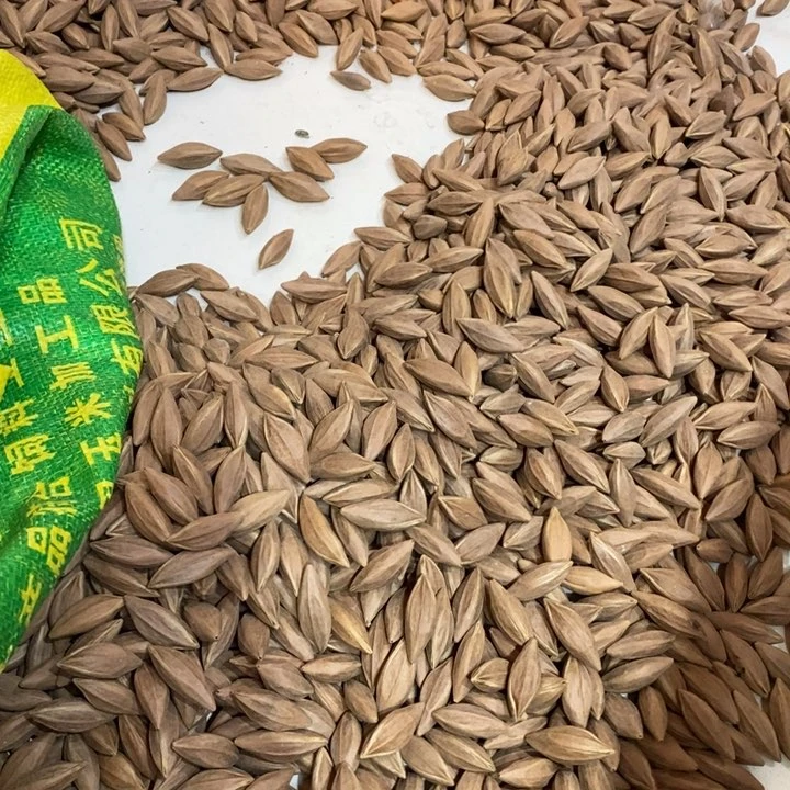 吊坠橄榄核1****3