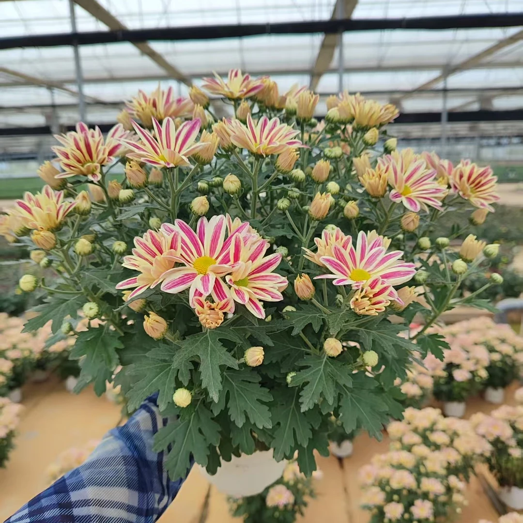 新款油墨画雏菊盆栽带花苞宿根花卉多年生庭院阳台新手好养新