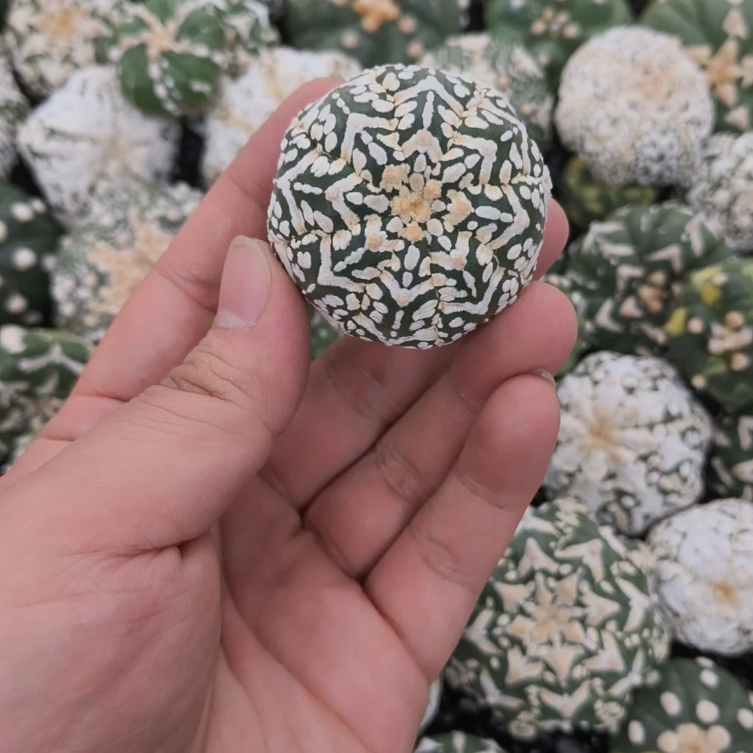 连线大V兜兜哈哈哈哈哈哈