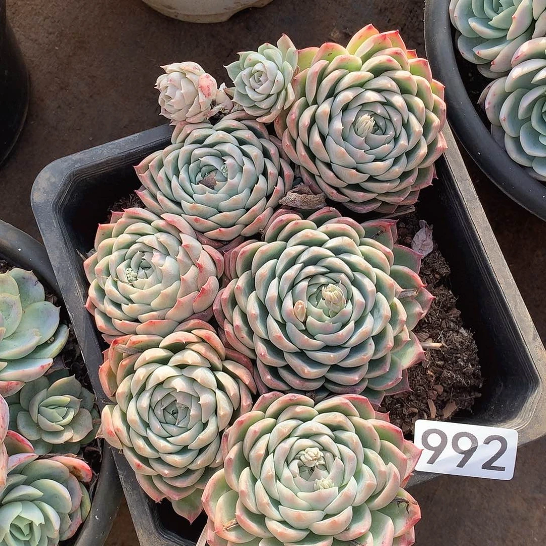 992 一物一拍多肉