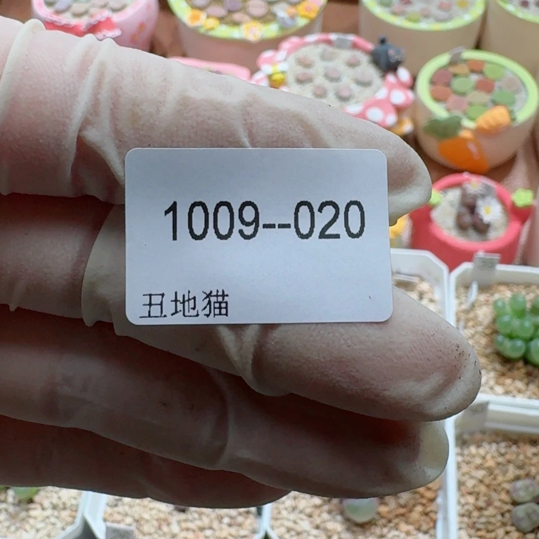 莹***1009-020卷卷卷卷