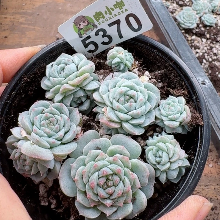 多肉植物多肉植物