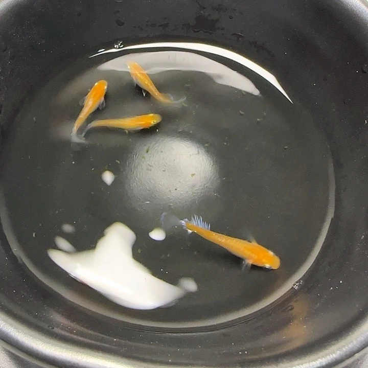 青鳉鱼008赤壁繁殖组5条