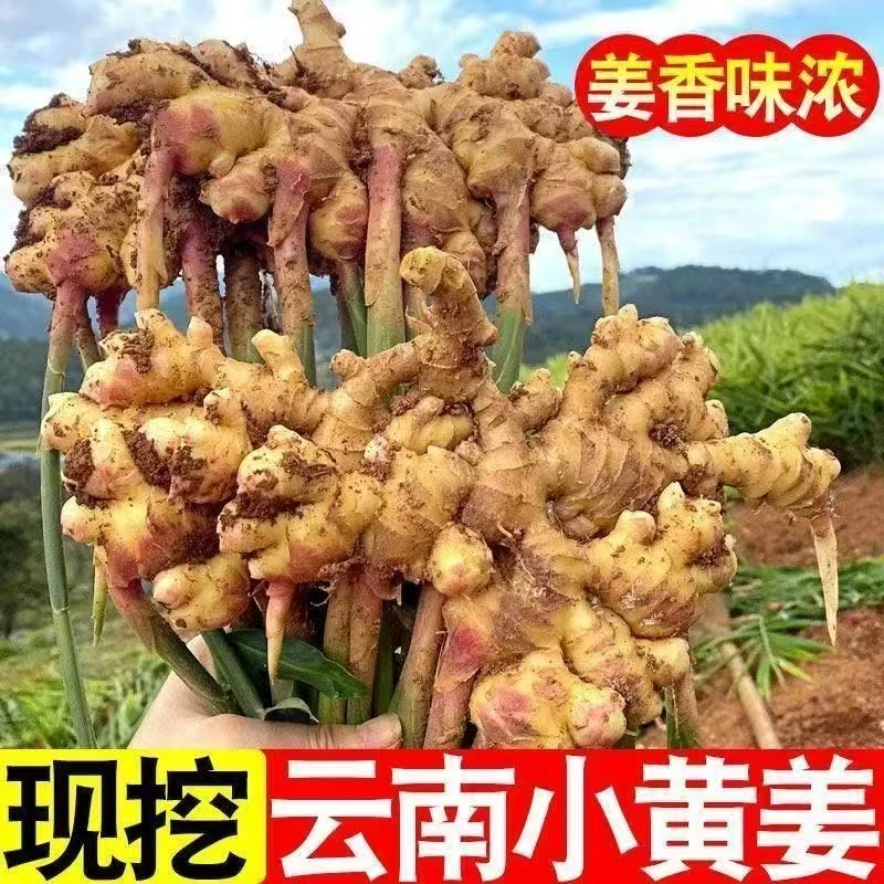 【发三斤】正宗云南小黄姜新鲜姜嫩姜月子姜食用调料 K