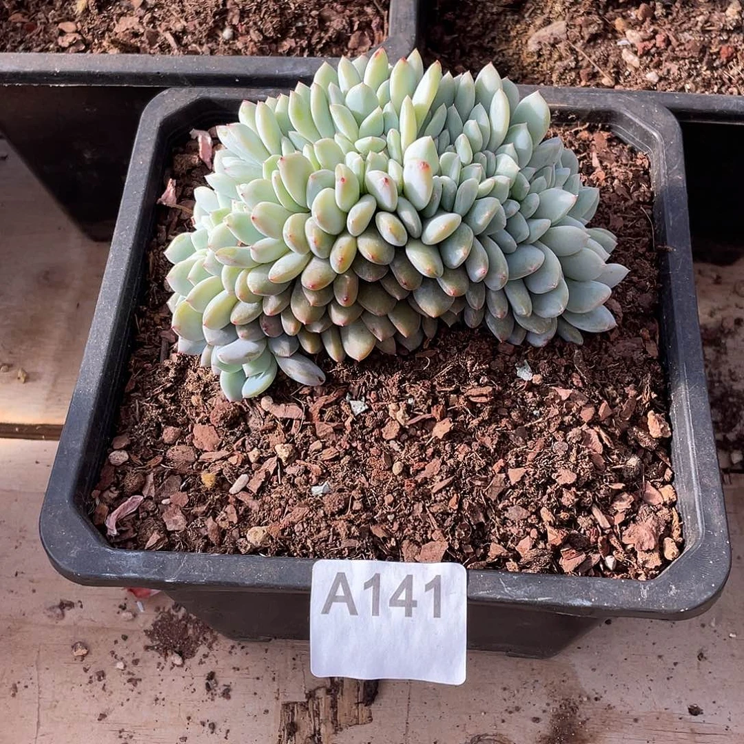 141多肉植物多肉植物