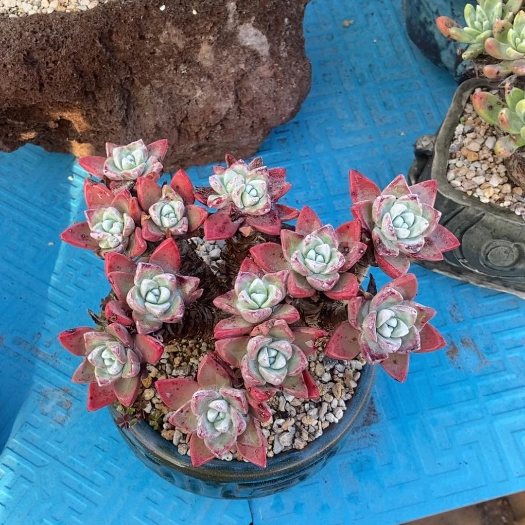 厚叶玫瑰多肉植物