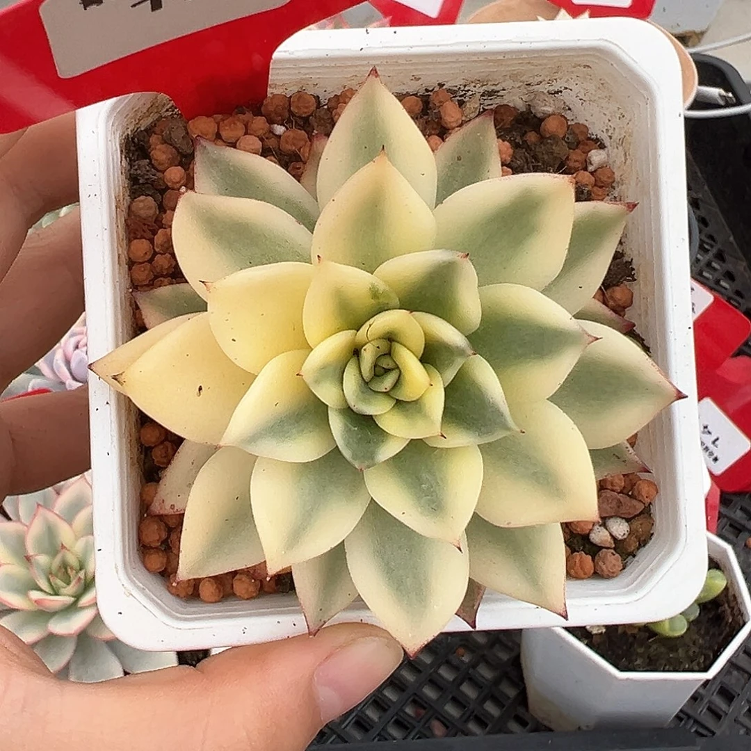 129号月亮石杂锦多肉植物