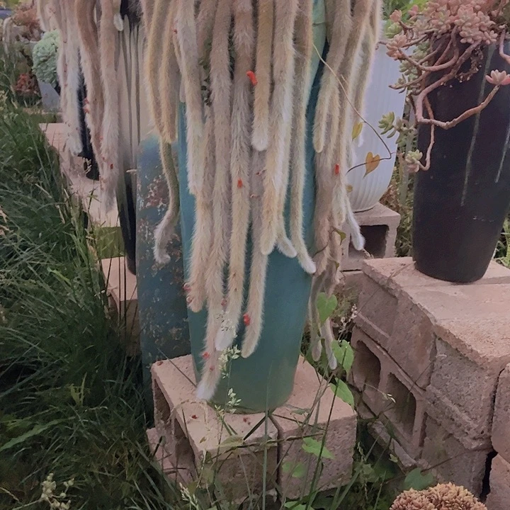 长***妹带盆发货不包邮哈哈哈哈哈哈哈好公