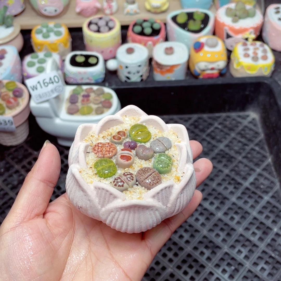 w1641 -零下地区拍保温箱-15支持寄养