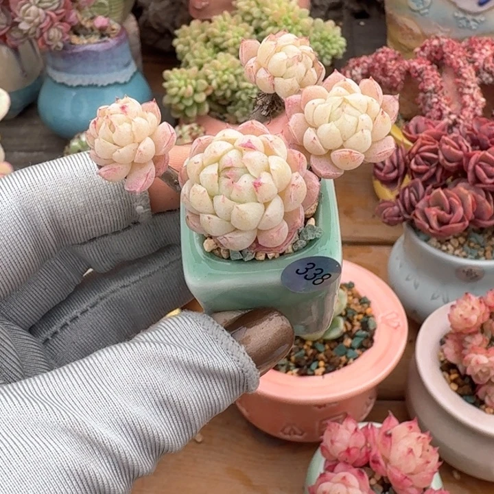 338 多肉含盆土发货 30元包邮 除偏远