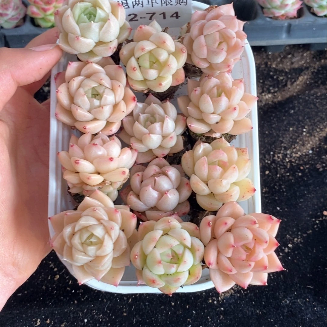 2-714 新疆西藏内蒙不发其他12.8包邮两到三公分多肉