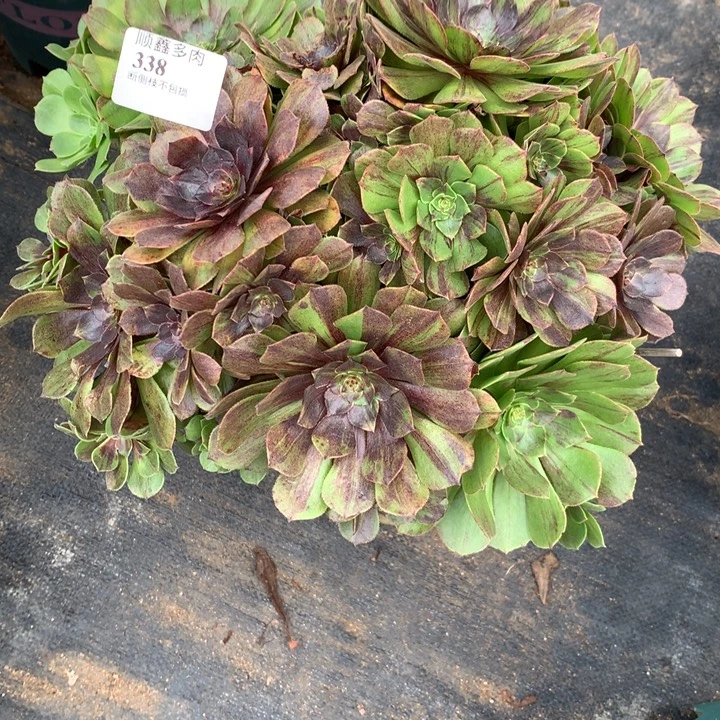 338花月夜多肉植物特价