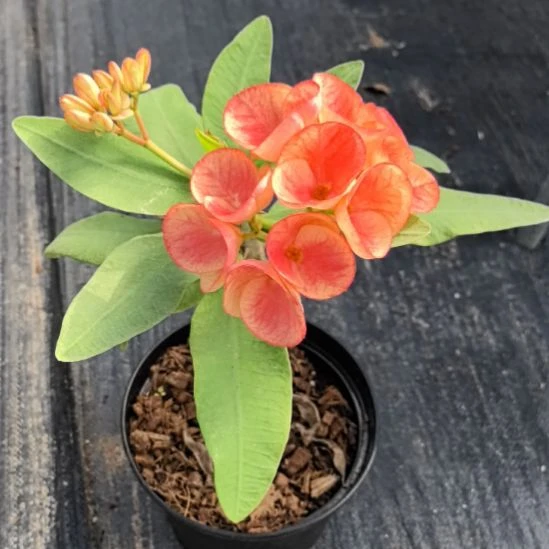 *****完全开放暹罗钻石直播间一物一拍