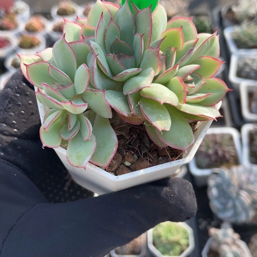 935牡丹亭多肉植物