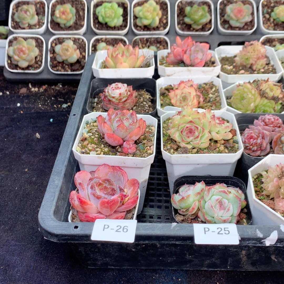 无花朵P26英语英语