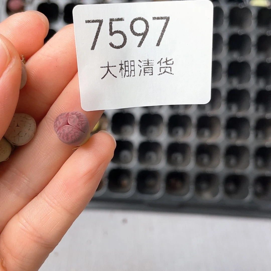 紫***啡7597大棚清仓甩卖了