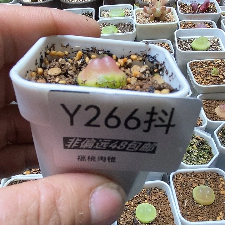 橘**廿拉登一物一拍266号1.8厘米左右