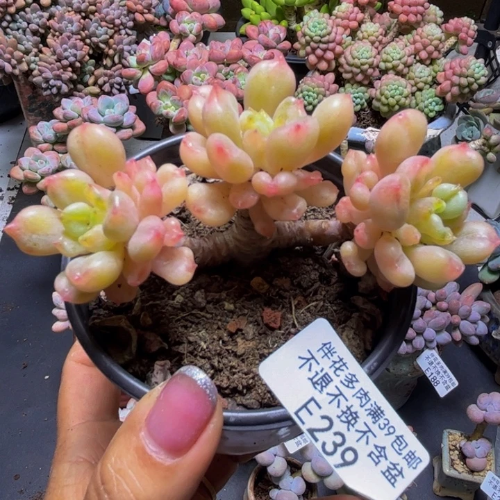 雲***唉比尔盖茨239/8cm多肉