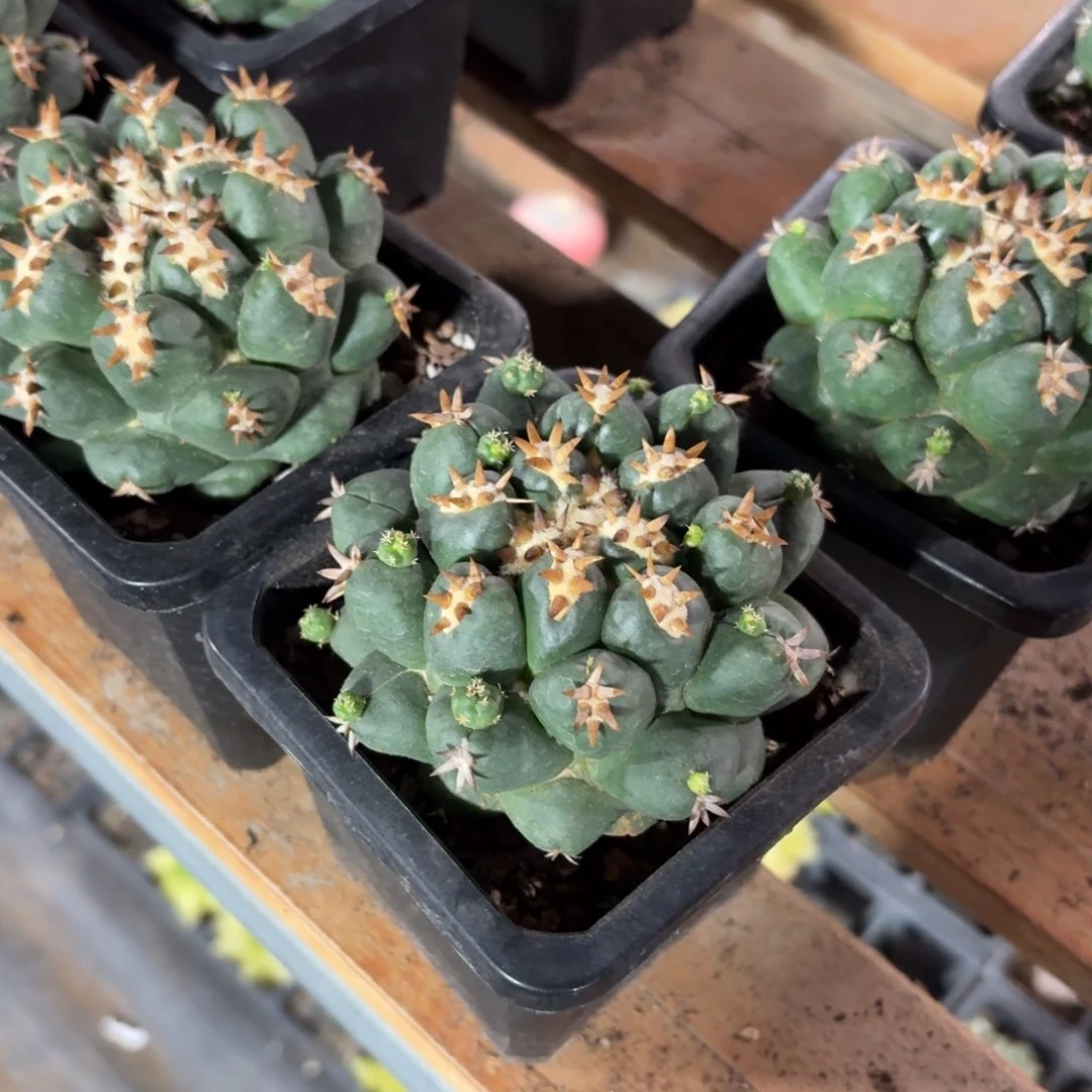 短刺象牙仙人球9㎝盆