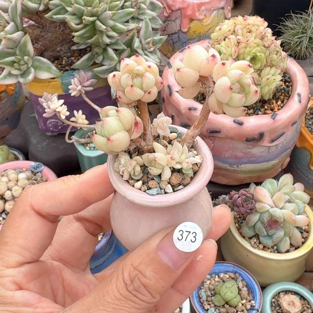 373 多肉含盆土30元包邮➗偏远地区