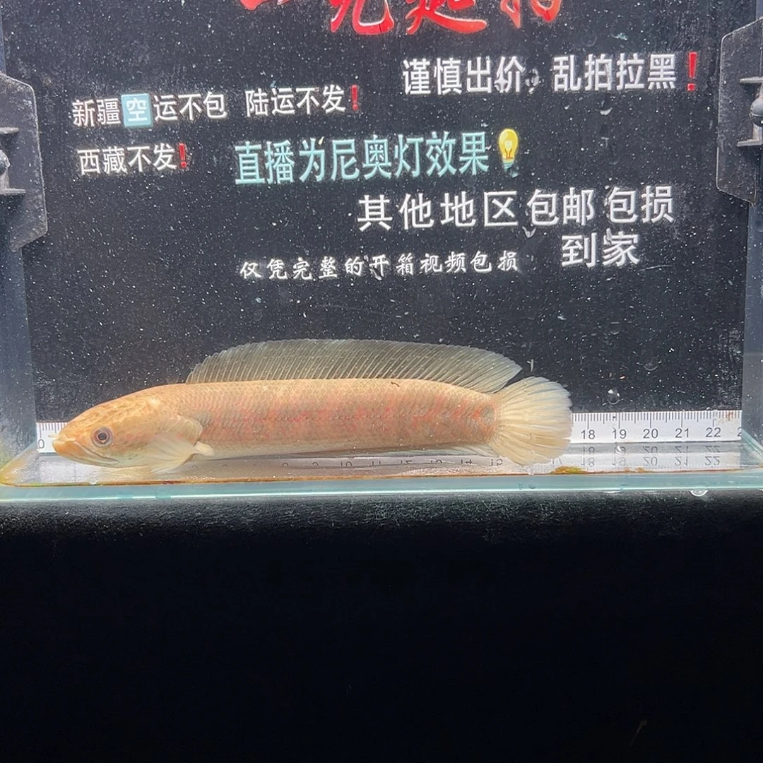 雷龙鱼七星雷龙鱼七星雷龙鱼