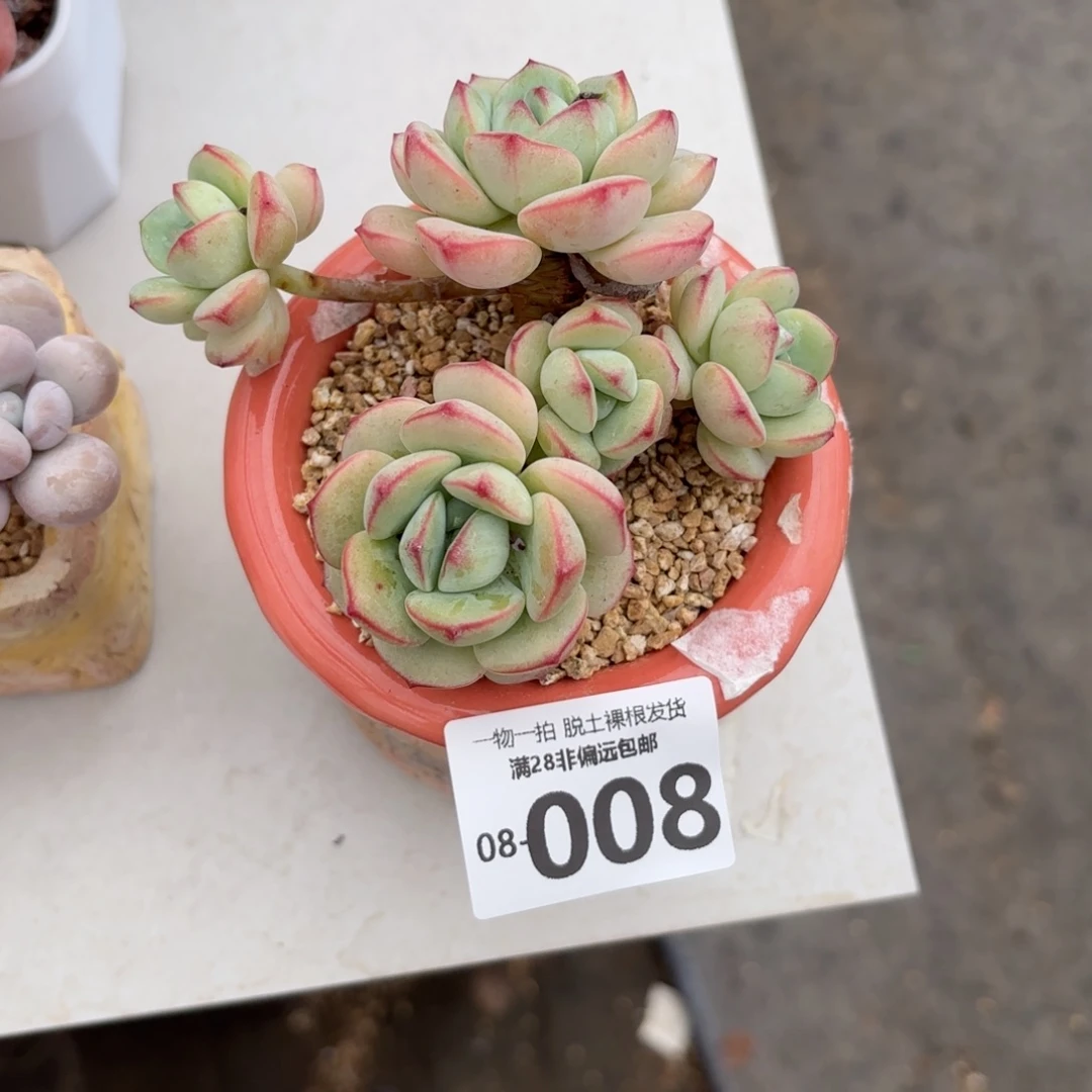 香草老桩多肉多肉