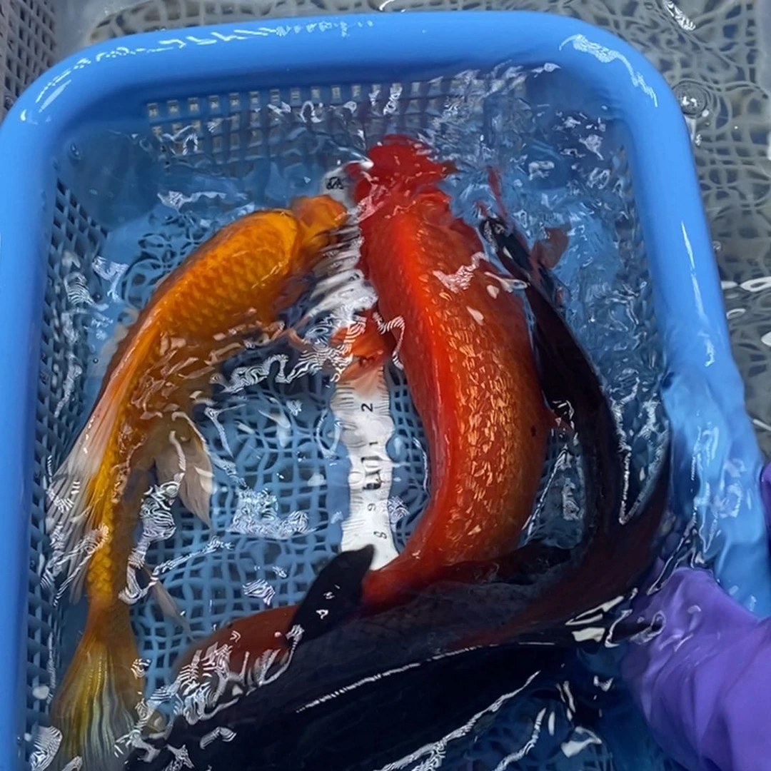 锦鲤冷水锦鲤包邮